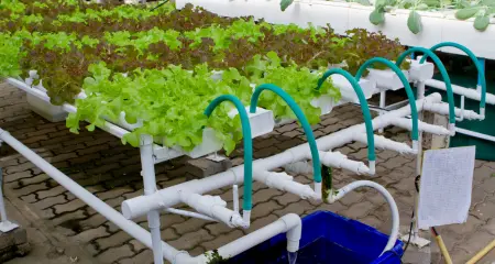 hydroponic farming- Water preservation